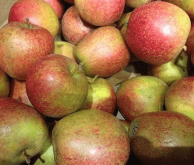  Organic Scrumptious Apples  From Uk