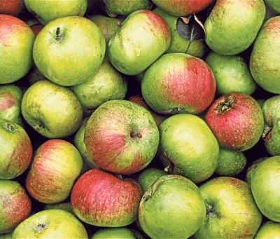Organic  Cooking  Apples From Uk