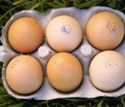 Organic Free Range Medium Eggs From Wiltshire