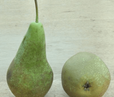 Organic  Pears 