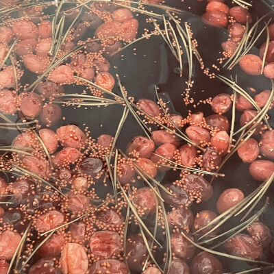 Raspberry & Pine Needle Fermented Soda 