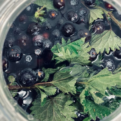 Blueberry & Nettle Probiotic Soda