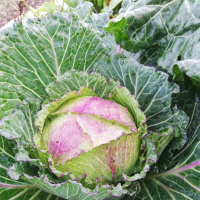 Cabbage, Winter