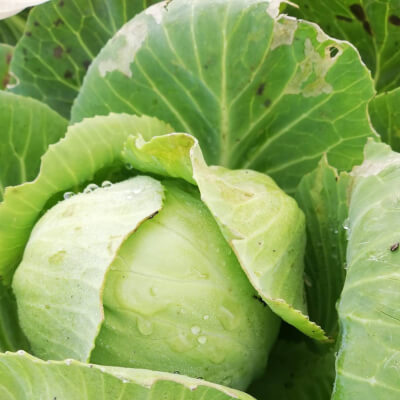 Cabbage, White