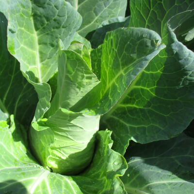 Cabbage, Pointed