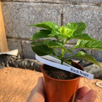 Chilli Plant Small - Black Naga - 900,000 Shu