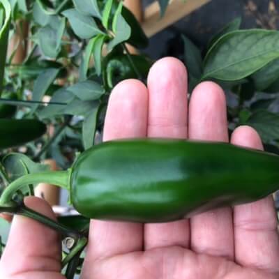 Green Jalapeno Large (25 - 34 Grams) 10,000 Shu