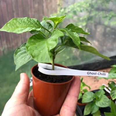 Chilli Plant Small - Ghost Chilli - 1,000,000 Shu