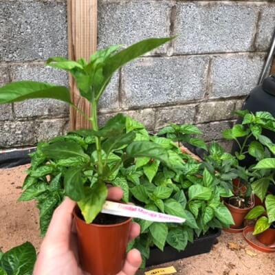 Chilli Plant Small - Trinidad Moruga Scorpion - 1,100,000 Shu