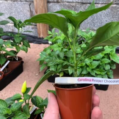 Chilli Plant Small - Carolina Reaper Chocolate - 2,000,000 Shu