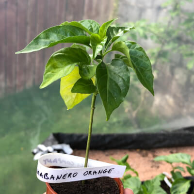 Chilli Plant Small - Habanero Orange - 200,000 Shu