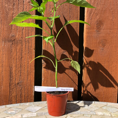 Chilli Plant Small - Cayenne Ring Of Fire - 70,000 Shu