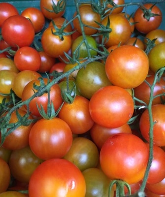 Tomato Cherry Vine Organic