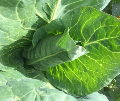 Spring Cabbage Organic