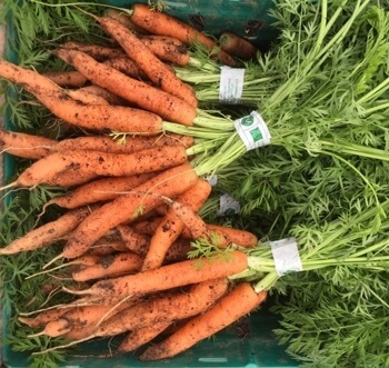 Carrot Bunch Organic