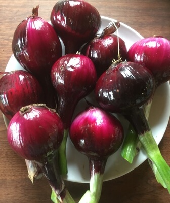 Onion Red Organic