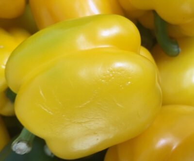 Pepper Yellow Organic