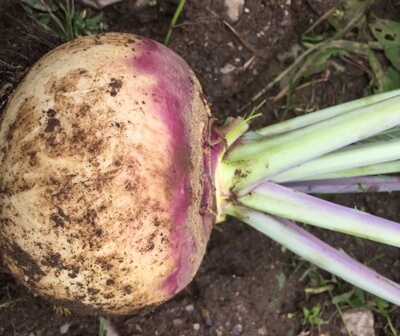 Organic Swede Turnip