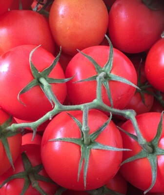 Tomato Vine Organic 