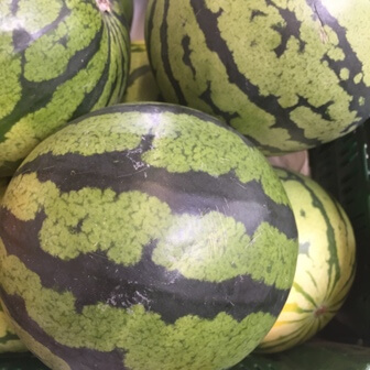 Watermelon Mini Organic