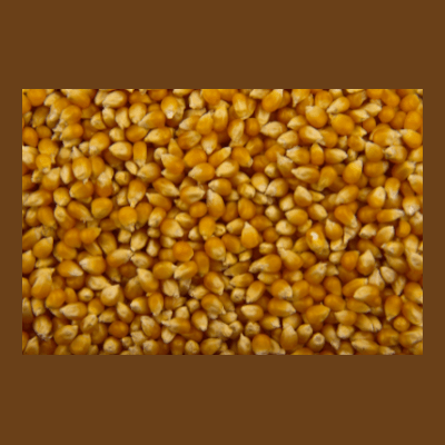 Organic Popcorn Kernels 