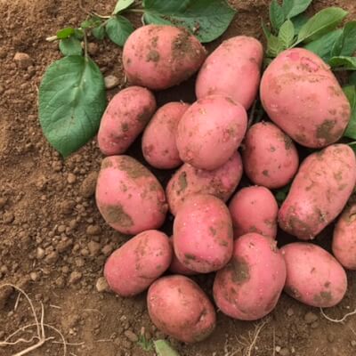 *New 2021 Season Rooster Potatoes 3Kg