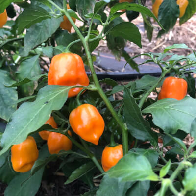 Orange Habanero Chillis Grown At Vallis Veg