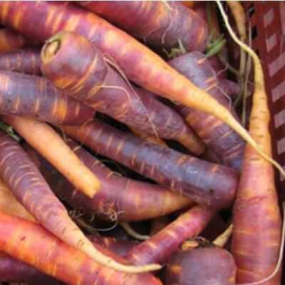 Organic Carrots Grown In Somerset