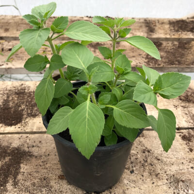 Vallis Veg Large Tulsi Holy Basil Plant Grown At Vallis Veg