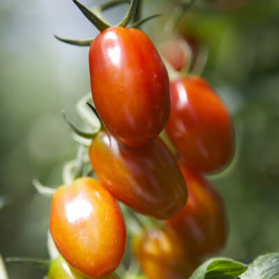 Organic Baby Plum Tomatoes Grown On The Isle Of Wight