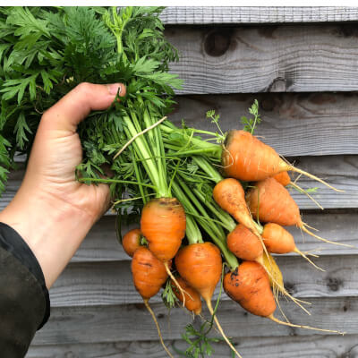 Paris Market Bunched Carrots Grown At Vallis Veg