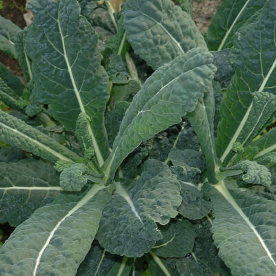 Organic Cavolo Nero Kale Grown In Somerset
