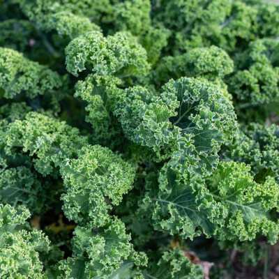 Organic Green Curly Kale