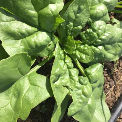 Spinach Grown At Vallis Veg