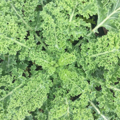Green Curly Kale Grown At Vallis Veg