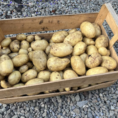 1Kg Potatoes Vitabella  New Season (Unwashed)