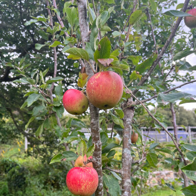Organic Eating Apples 