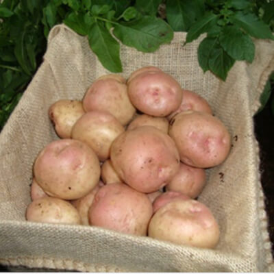 Valleyview Kerrs Pink Potatoes