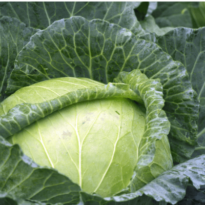 Valleyview Farm Green Cabbage