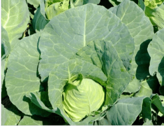 Pointed Cabbage