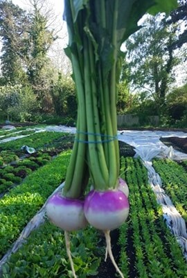 Veg - Baby Sweetbell Turnips