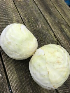 Irish Organic White Cabbage
