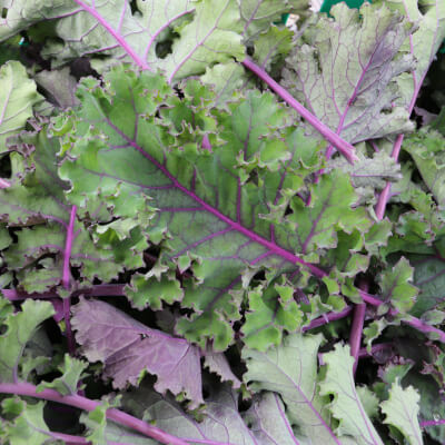 Organic Purple Curly Kale