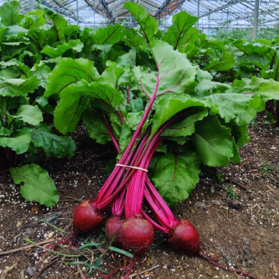Beetroot Bunched