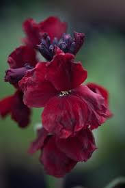 Wallflower 'Blood Red'