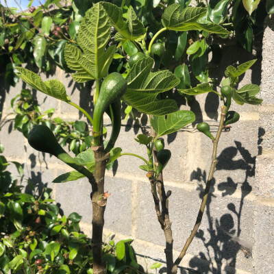 Fig Plant