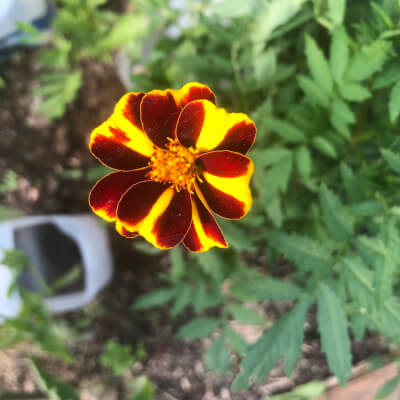 Tall French Marigold Plant