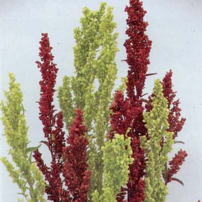 Orach Plant  - Atriplex Hortensis Plumes Mixed