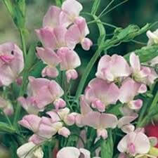 Perennial Sweet Pea - Pink Pearl