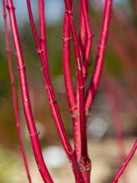 Red Stemmed Dogwood Plant